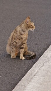 路边蹲坐的花纹猫咪