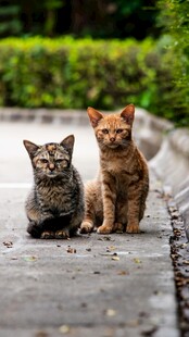 两只可爱小猫坐于路面