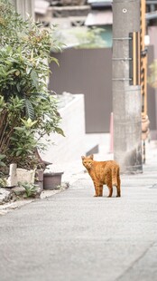 街道上独行的可爱小鹿