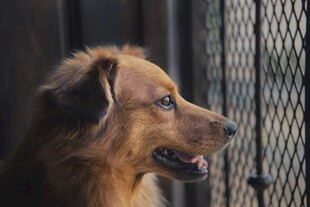 笼中棕色犬