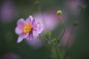 娇艳绽放的粉色花朵