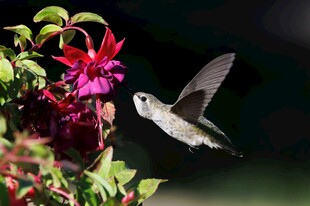 蜂鸟花间飞舞