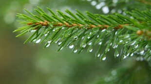 松针上的晶莹水珠