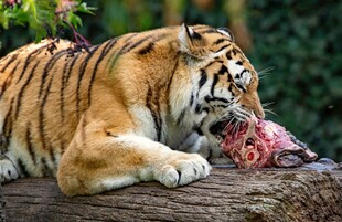 老虎进食画面