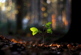 森林中破土而出的嫩绿新芽