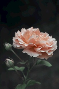 淡粉色柔美绽放的月季花
