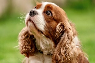 仰头的可爱查理士王小猎犬