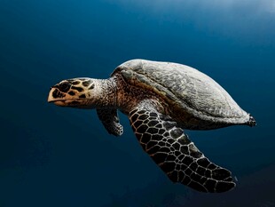 深海中遨游的海龟