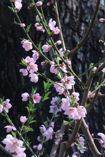 桃花  