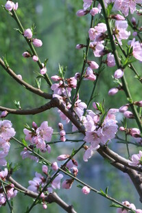 桃花  