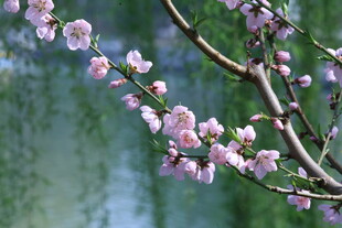 桃花 