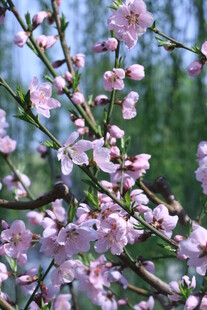 桃花 