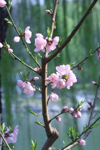 桃花 