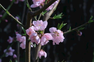 桃花  