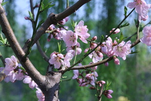 桃花  