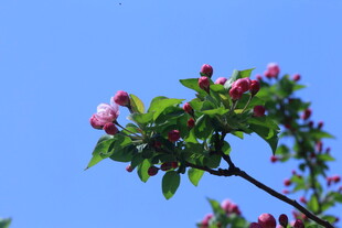 西府海棠花  