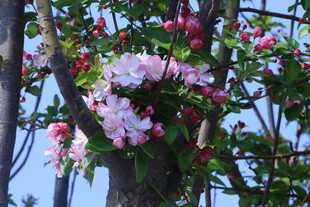 西府海棠花 