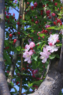 西府海棠花  