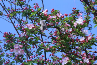 西府海棠花 