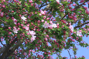 西府海棠花  