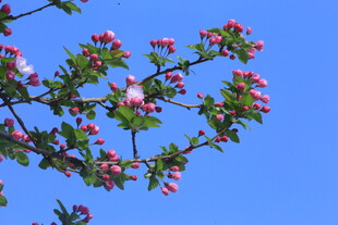 西府海棠花  