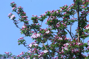 西府海棠花 
