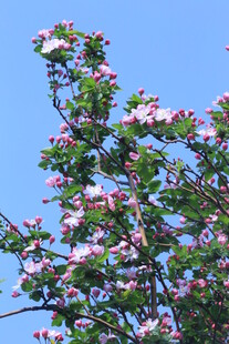 西府海棠花  