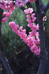 榆叶梅 