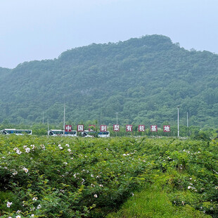 田园风光中的繁茂绿植