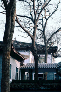 中式古建筑旁的萧瑟树木