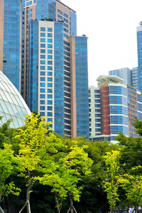 城市绿树与高楼景观
