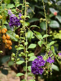 蕾丝金露花