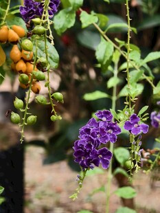 蕾丝金露花