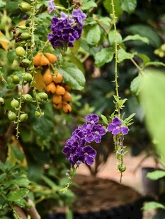 蕾丝金露花