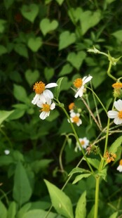 白花鬼针草