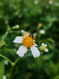 白花鬼针草