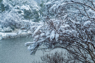 雪覆枝头湖畔冬日景致