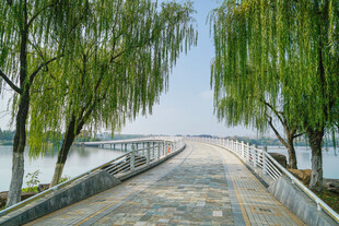 湖畔柳下的静谧步道