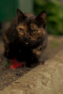 蹲坐的三色猫