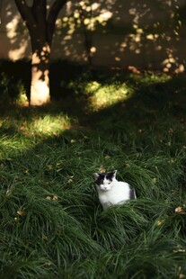 草地上的可爱猫咪