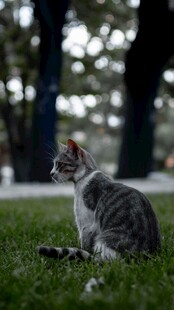 草地上的可爱猫咪
