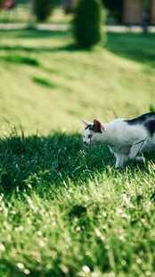 草地上的可爱猫咪