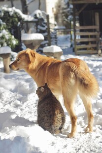 雪地上依偎的猫狗