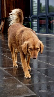 雨中漫步的金毛犬