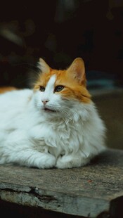 慵懒猫咪惬意趴坐