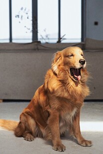 可爱金毛犬坐地张嘴笑