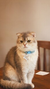 可爱猫咪佩戴蓝色领结