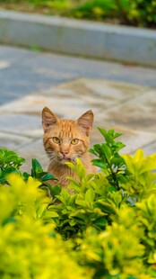 草丛中的可爱猫咪