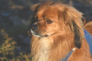 长毛棕犬侧头温柔凝视
