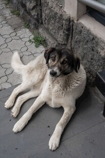 路边休憩的可爱大狗